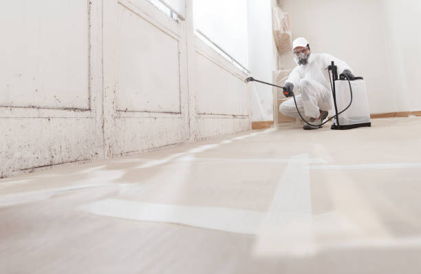 Black mold remediation team in Dalmatia